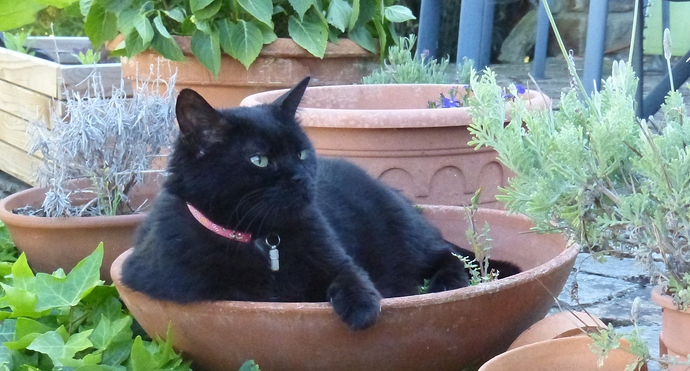 Cat's Bowl