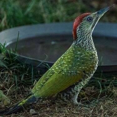 woodpecker green-1