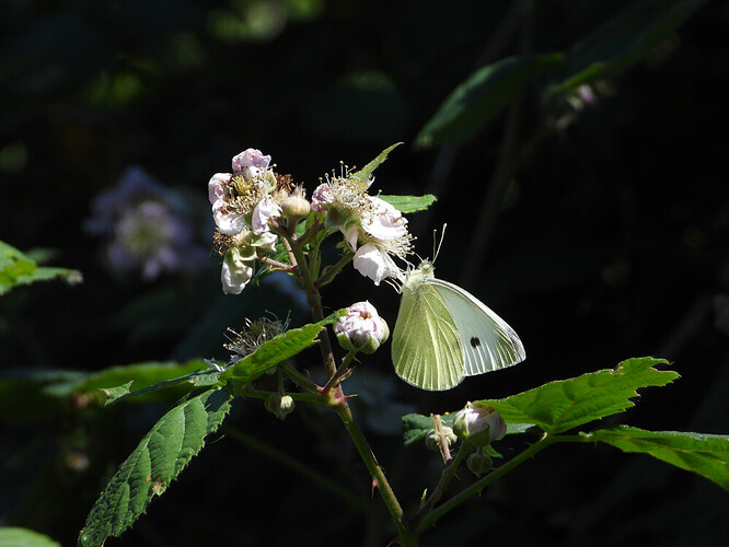 flowering bramble butterfly