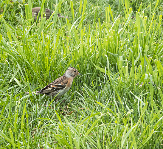 brambling-female-1