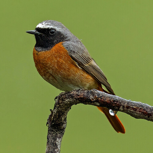 redstart