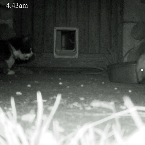 cat crouched waiting for rat