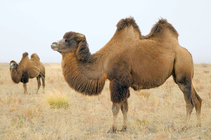 Bactrian-Camel-Kyrgyzstan-Kazakhstan-Independent-Mongolia-Asia