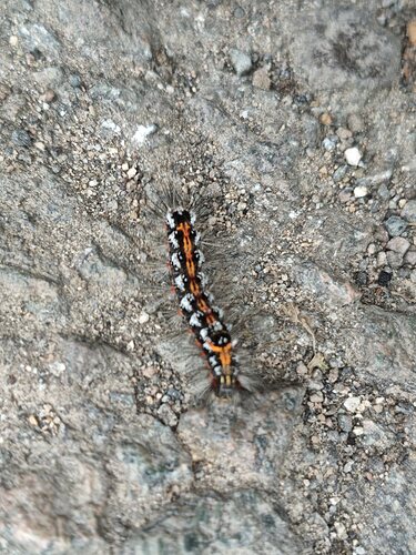 Catterpillar