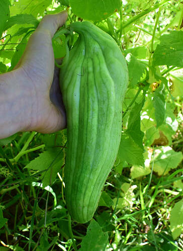 achocha