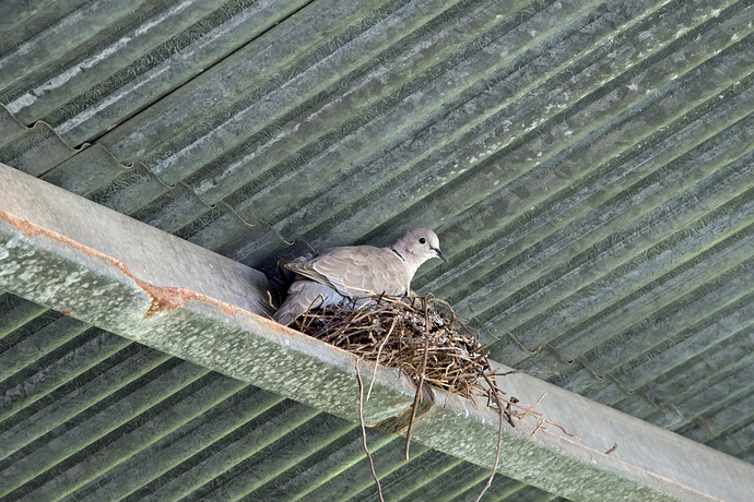 parent-ring-necked-dove