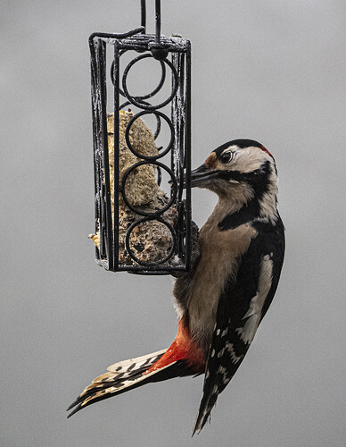 woodpecker-feeder-1