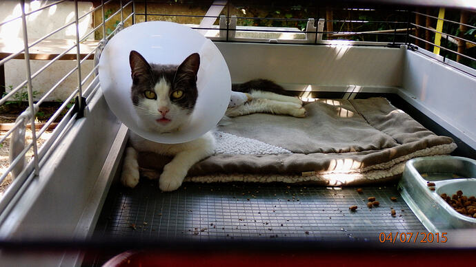chacha with broken leg