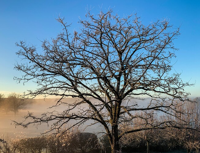 acacia tree mist-1