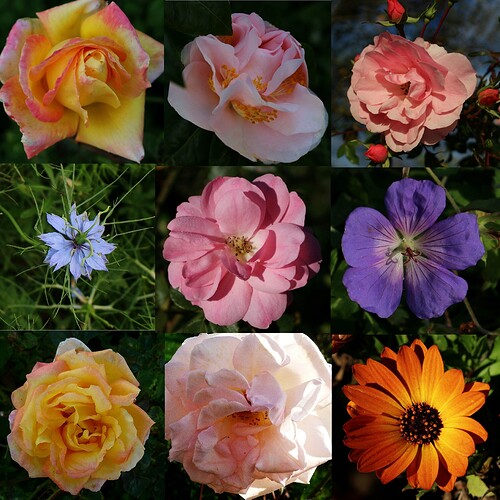 November flowers collage