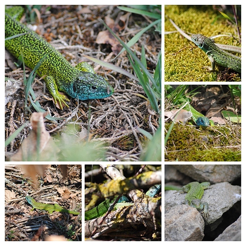 DSC_8448-COLLAGE