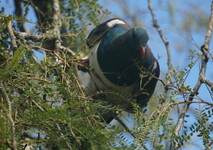 086 NZ wood pigeon