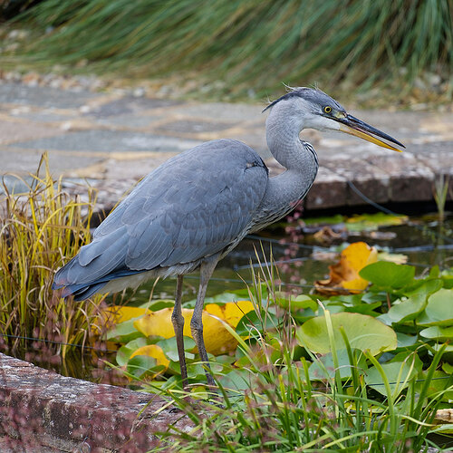 Heron-0817-002