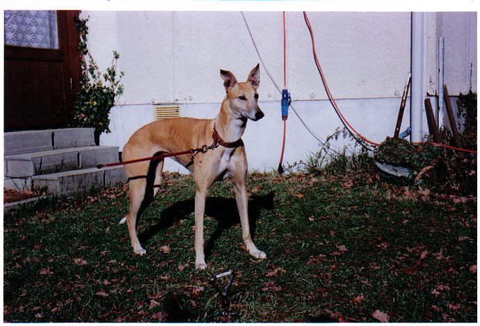 ub. Lira, surveying new territory, November 1999