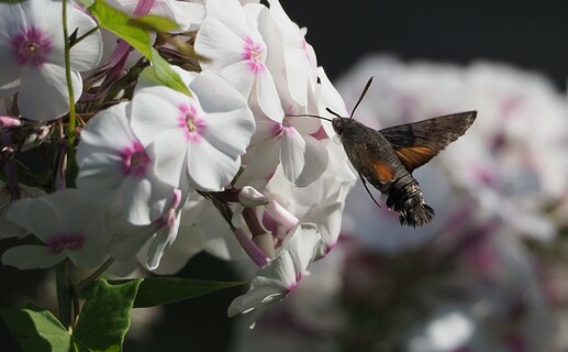 Hummingbird Hawk moth 5