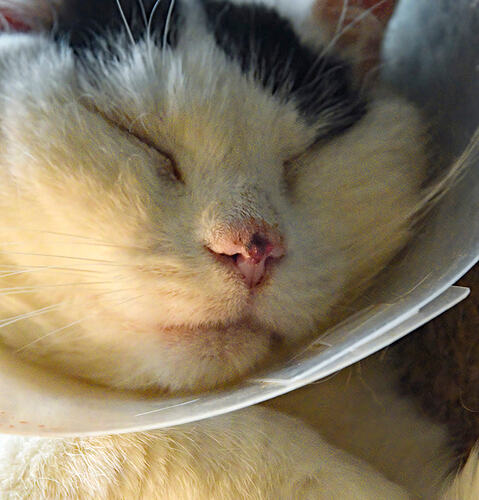 asleep