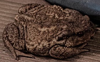 toad_200320_1