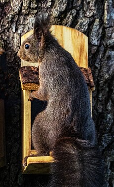 squirrel returns_250215_1