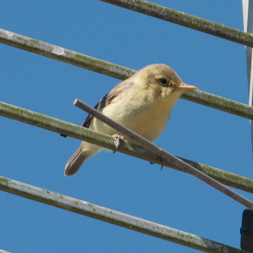 small bird yellow brown plumage orange beak 01