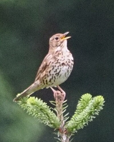 Thrush 2 (2)