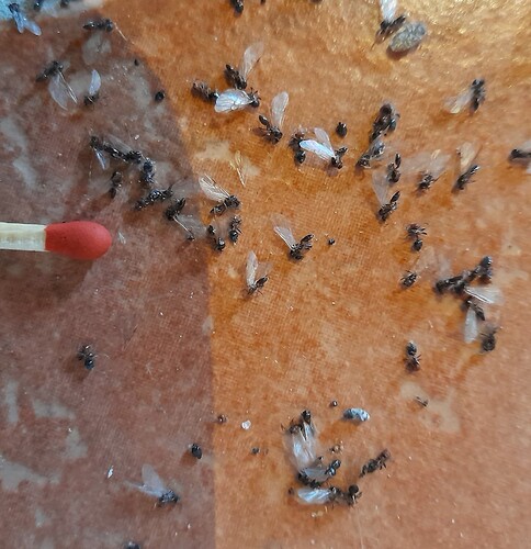 ants in roof