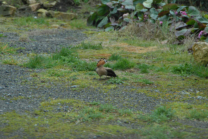 Copy of DSC_g0076 (6)