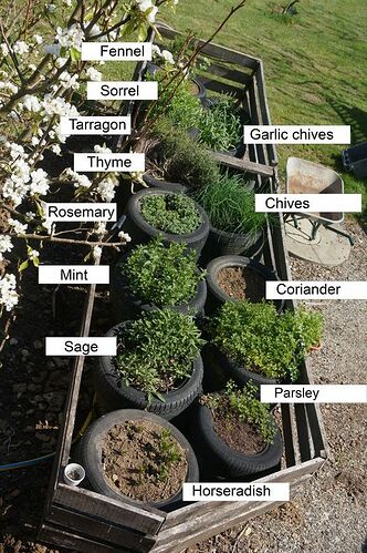 herb garden