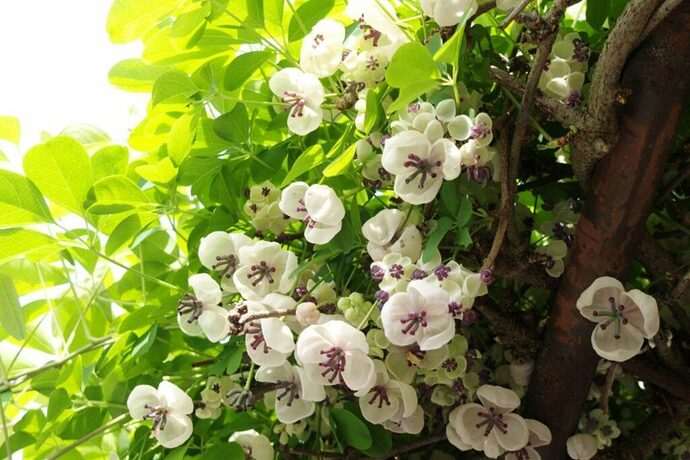 climbing-akebia-flowers-1024x684