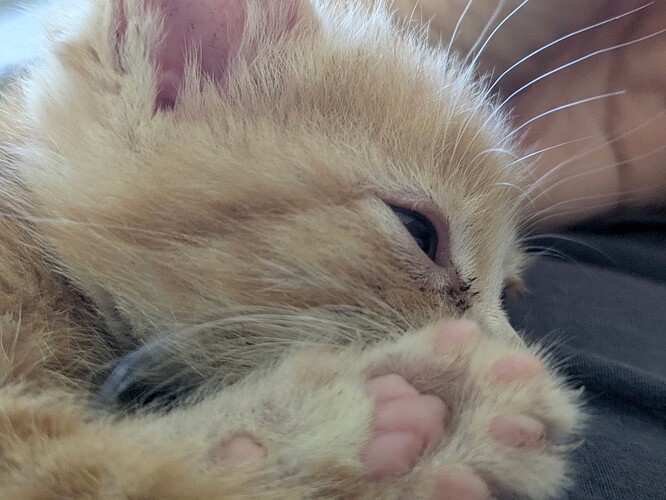 Beans 2