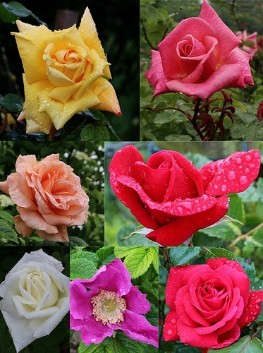 Rose collage