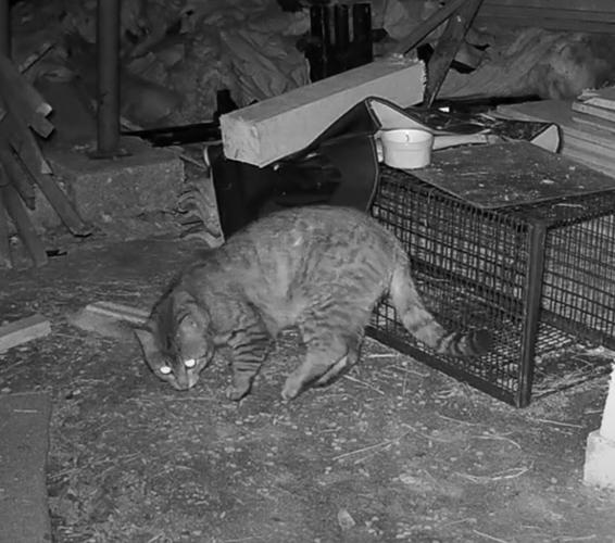 wild cat