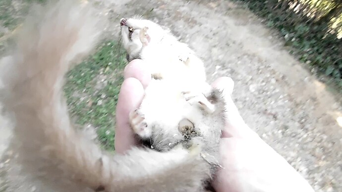 vlcsnap-2022-07-12-13h15m39s998