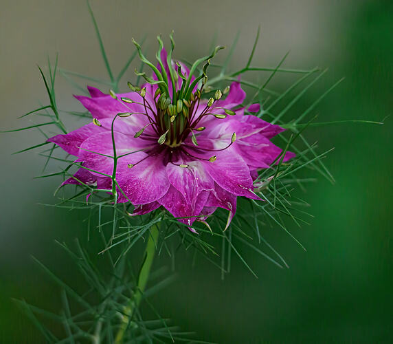 pink nigelle-1