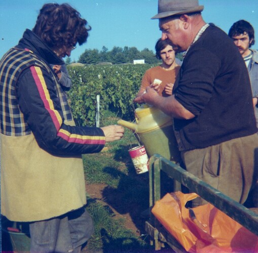 1976 Grape Picking 30
