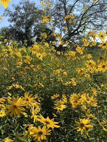 Swamp-Sunflowers-1-scaled-e1625832566154