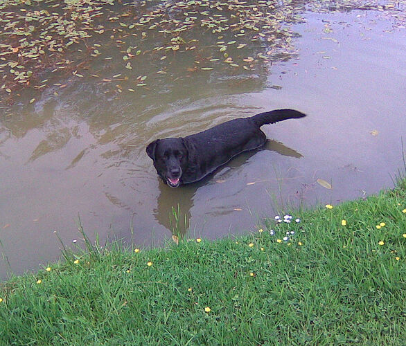 Benson chasing tadpoles