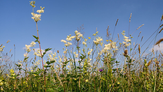 meadowsweet-flowering-damp-lowland-hay-meadow-naturepl-01464819-nick-upton
