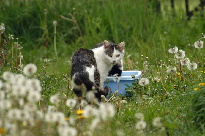 semiwild