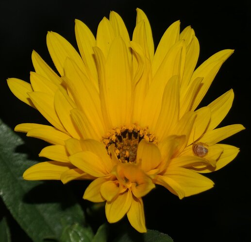 spot the insect