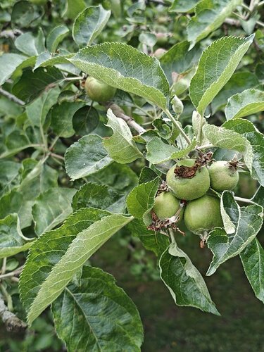 16 Apples