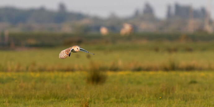 Barn Owl with Vole-2