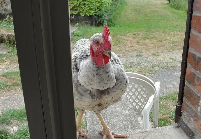 Bud pecking at window