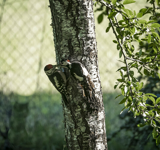 woodpeckers-1