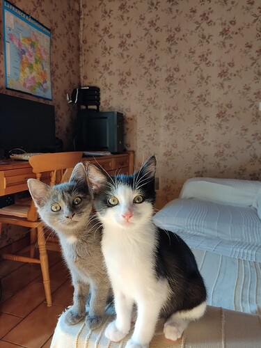 IMG_20231001_110746 - Copy