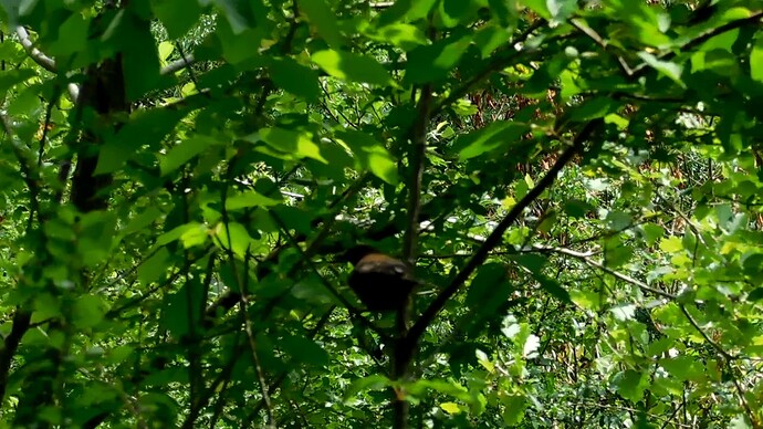 vlcsnap-2023-06-18-16h17m32s065 - Birdstrike thruch in nearby tree.