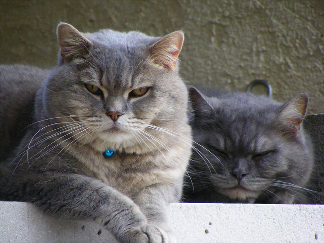 Cats%20and%20Snow%20002