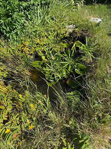 Pond