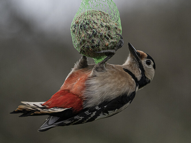 woodpecker-1