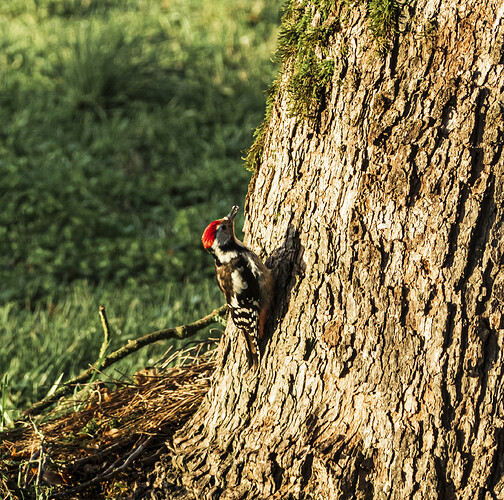 woodpecker-young-2