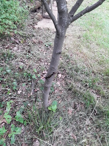 quince tree 2 problem